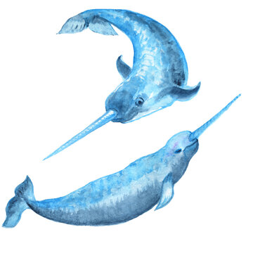 Watercolor Narwhal Cute Winter Animals Arctic Animals Blue Narwhal Sea Ocean Watercolor.Watercolor Blue Narwhal