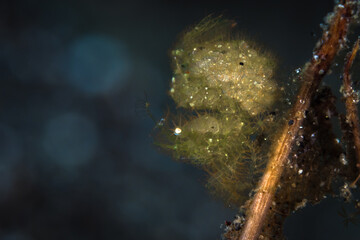 Obraz na płótnie Canvas Hairy shrimp with eggs - phycocaris simulans