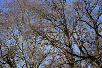 Kahle, sonnige, winterliche Bäume vor blauem Himmel
