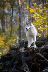 Naklejka na ściany i meble Beautiful grey female husky dog stands on felled logs in autumn forest Portrait of a dog similar to a wolf with cut-off tree trunks