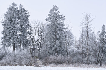 Frost am Waldrand