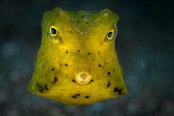Juvenile yellow boxfish Ostracion cubicus