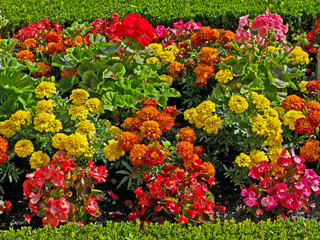 Close up detail of Begonias and French Marigolds in a Flower Garden