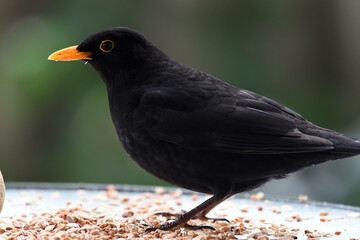 Amsel, Nahaufnahme
