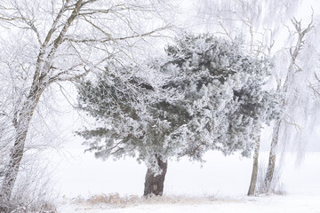 Fototapeta na wymiar Kiefer im Winter