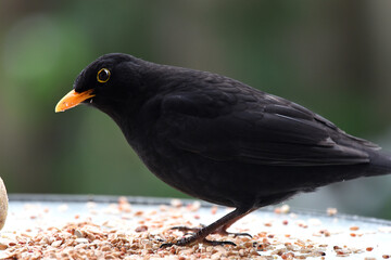 Amsel, Nahaufnahme