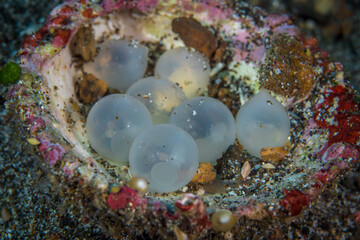 Baby flamboyant cuttle fish being born hatching from egg - Metasepia pfefferi