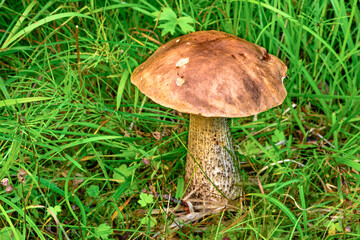 Mushroom in green meadow, Norway