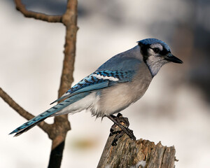 Blue Jay Stock Photo. Blue Jay perched with a blur background in the forest environment and habitat. Image. Picture. Portrait. Looking to the right side.