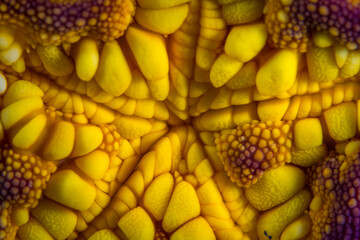 Close up detail of belly of pincushion starfish -  Culcita novaeguineae