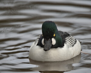 Common Goldeneye , Bucephala clangula