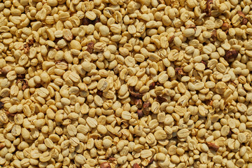 Coffee beans are drying at coffee farm