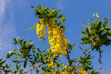 Blooming yellow acacia tree (Caragana arborescens)