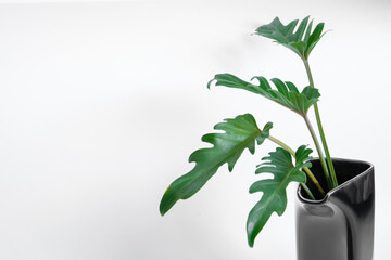 Green Philodendron Xanadu