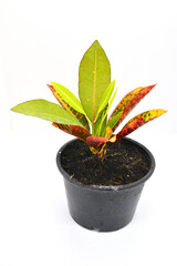 Plants in pots on a white background