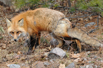 Red Fox stock photos. Fox Image. Picture. Portrait. Close-up profile view in the forest during the...