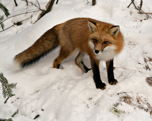 Red Fox Stock Photos. Fox Image.