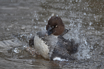 Female Common goldeneye ,  Bucephala clangula.