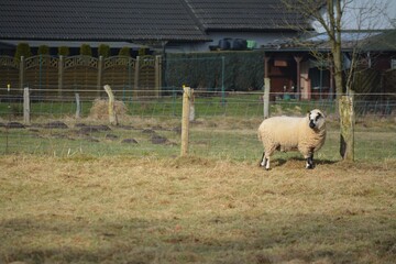 Schaf