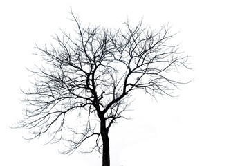 Trees and branches On a white background