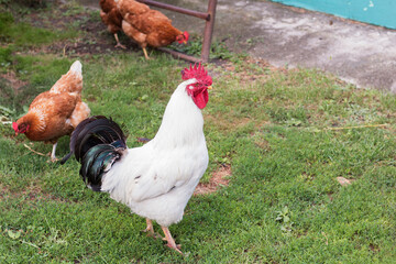 White rooster with black tail and bright red comb walks among the henhouse. Rural summer scene. Eco village