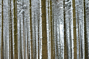 Schnee an Baumstämmen