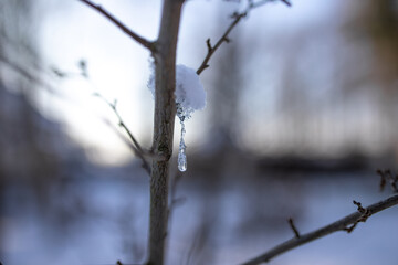 Ein Tropfen Wasser hängt am tauendem Schnee vom Ast am baum