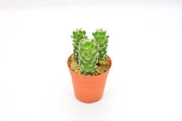 Cactus in stone pot on white background.