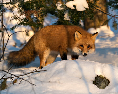 Red Fox Stock Photo. Red fox looking at camera in the winter season in its environment and habitat with snow and branches background displaying bushy fox tail, fur. Fox Image. Picture. Portrait.