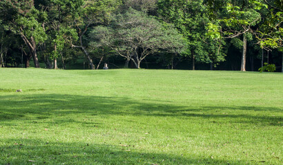 grass in a park