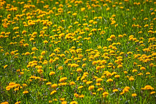 dandelions meadow