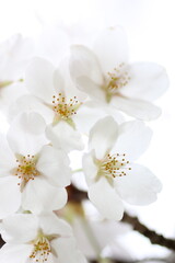 Obraz na płótnie Canvas 桜の花のクローズアップ
