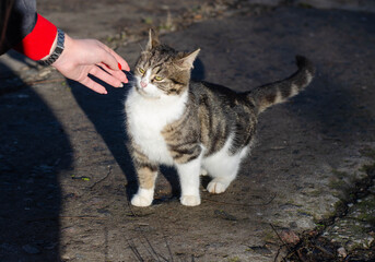 The girl strokes a street cat.
