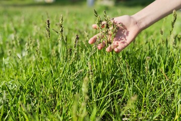 Naklejka na ściany i meble Spring time, woman's hand with green field herbs