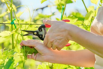 Hands of woman gardener with garden shears pruning vineyard