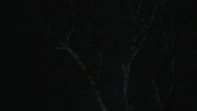 A bare, winter tree at night, with lights and shadows falling on it, an environmental exemplification that I've invented, a 4K (Sony S-Log) video clip, Warsaw, Poland. 