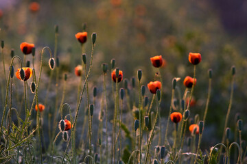 Fototapeta premium red poppies