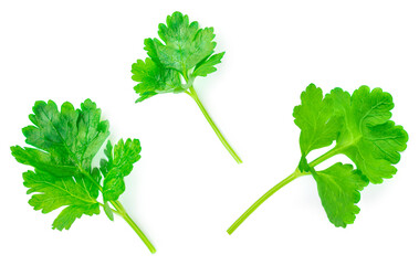 Parsley Leaves isolated on white background. Fresh Parsley herb Top view. Flat lay.