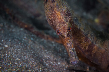 Close up detail portrait of common seahorse - hippocampus kuda 