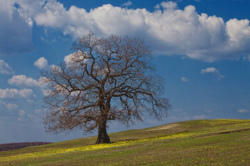Fototapeta na wymiar strong oak under spring sky