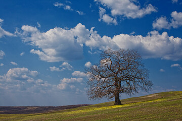Fototapeta na wymiar strong oak under spring sky