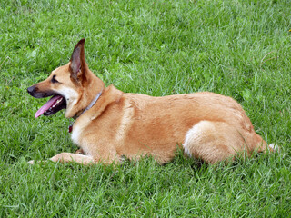 German Golden Shepherd Dog. A dog resting in the grass.