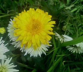 dandelions in the grass