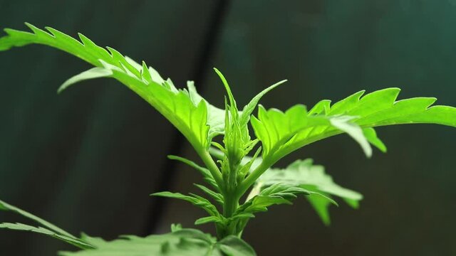 Cannabis plant growing time-lapse. Vegetation period of marijuana grow. Organic weed production, medical THC