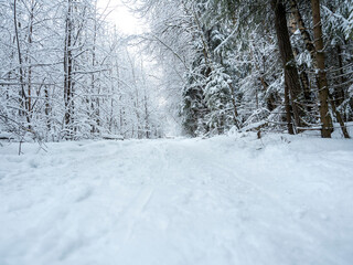 A paved trail in the winter forest during the day. Trees around the trail