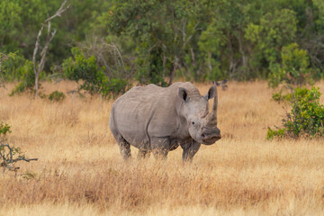 Southern white rhinoceros (Ceratotherium sinum simum) with long horns in Ol Pejeta Conservancy, Kenya, Africa. Showing square-lipped front face. Near threatened wild animal in African bush © Nicola.K.photos