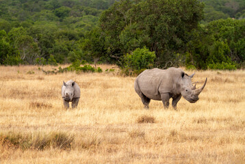 Southern white rhinoceros cow and calf (Ceratotherium simum) in Ol Pejeta Conservancy, Kenya,...