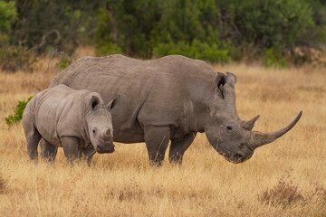 Southern white rhinoceros cow and calf (Ceratotherium simum) in Ol Pejeta Conservancy, Kenya, Africa. Near threatened species also known as Square-lipped rhino. Mother with baby animal