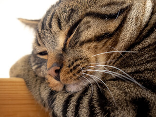 Fototapeta na wymiar Muzzle of a tabby cat close-up.
