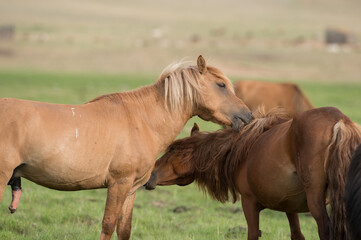 Mongolian horses  grooming each other stallion preparing to breed mare in wild in Mongolia  green...